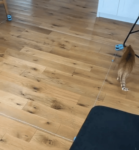Cat Weight Loss Toy