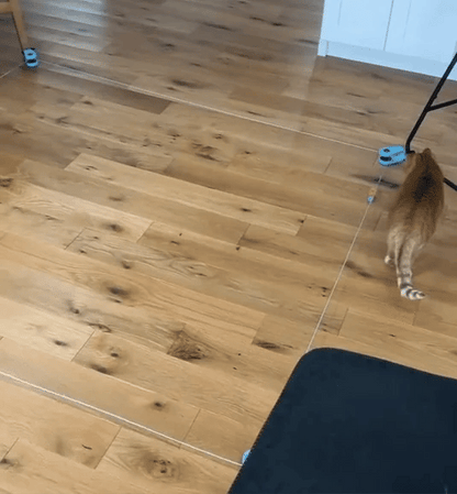 Cat Weight Loss Toy